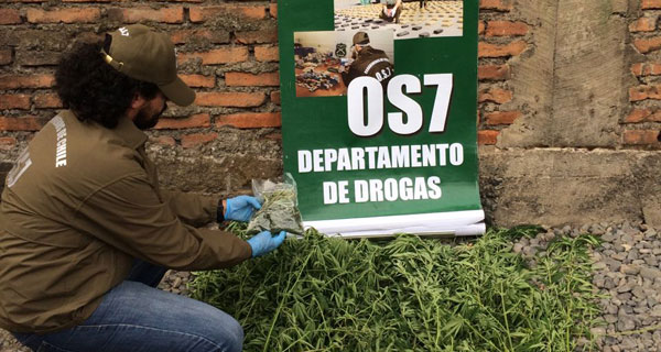 Mujer fue detenida en Chillán por cultivo ilegal de marihuana - La Discusión (Comunicado de prensa) (Suscripción) (blog)