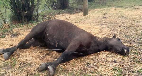 Denuncian que caballos murieron electrocutados en San Carlos - La Discusión (Comunicado de prensa) (Suscripción) (blog)