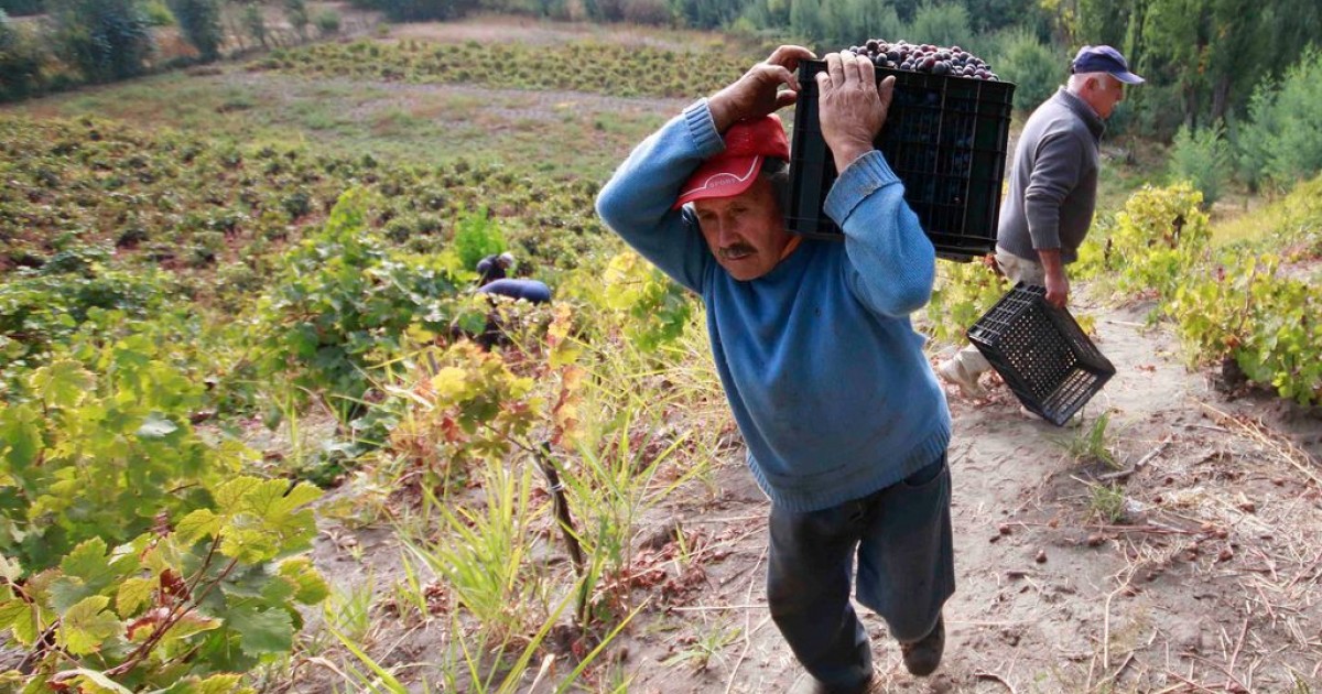 Resultado de imagen para Viñateros del Valle del Itata temen millonarias pérdidas