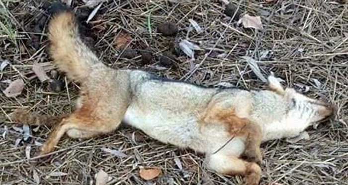 Animalistas piden presentar querella por zorros muertos en Coihueco - La Discusión (Comunicado de prensa) (Suscripción) (blog)